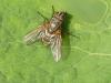 Macquartia sp.
